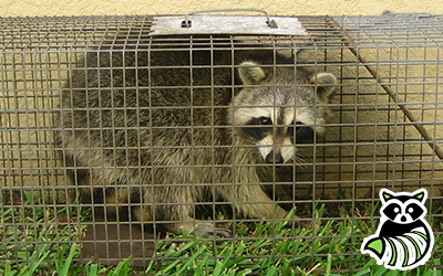 New Brunswick trapping